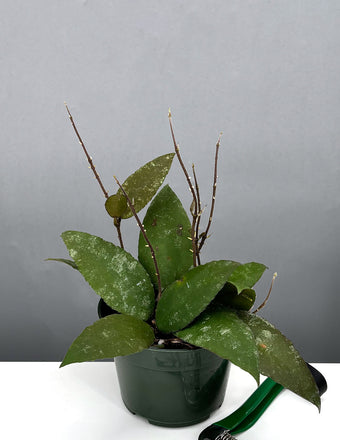 Hoya Caudata Sumatra - Plant Proper - 4" Pot