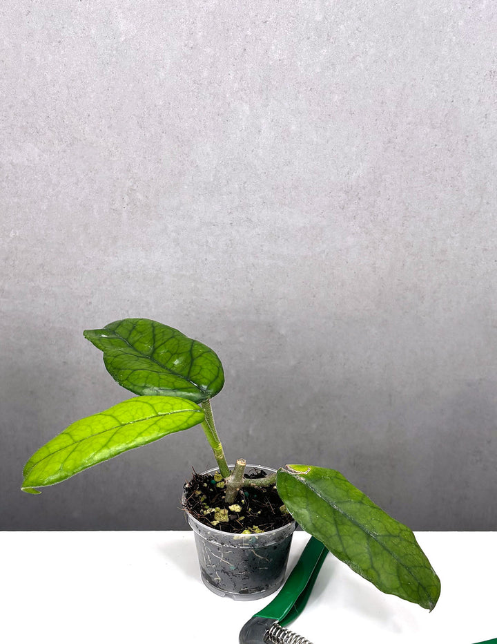 globulosa succulent Hoya Globulosa | Wax Plant