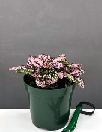 Hypoestes Pink - Plant Proper - 4" Pot