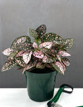 Hypoestes Pink - Plant Proper - 4" Pot