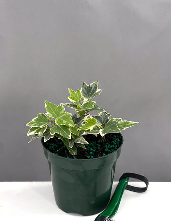 English Ivy Glacier - Plant Proper - 4" Pot