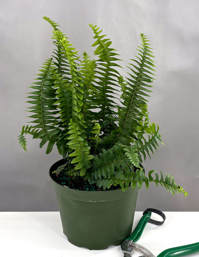 Kimberly Queen Fern - Plant Proper - 6" Pot