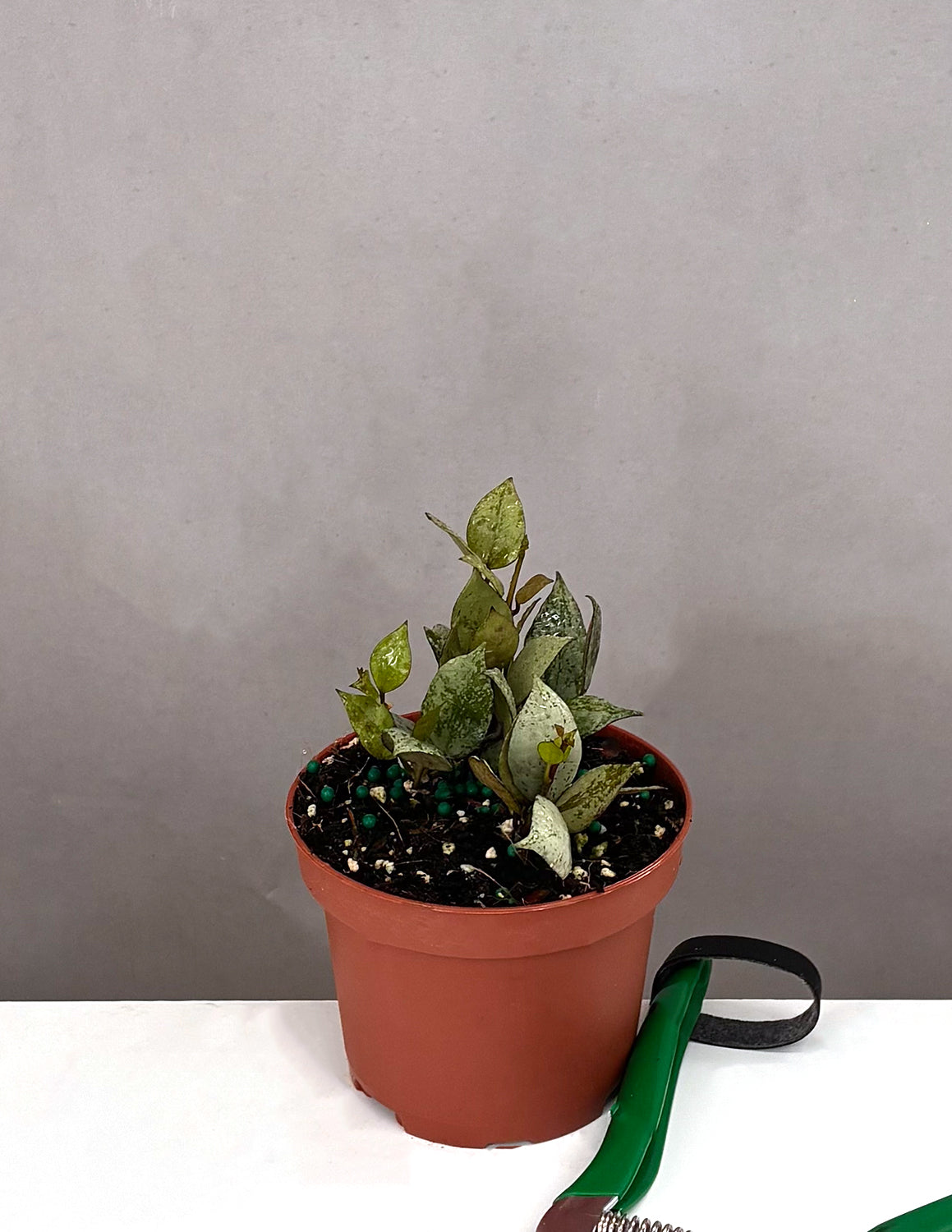 Hoya Krohniana Black Super Silver | Wax Plant | Always Affordable