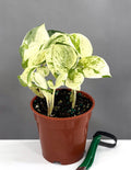 Manjula Pothos - Plant Proper - 4" Pot