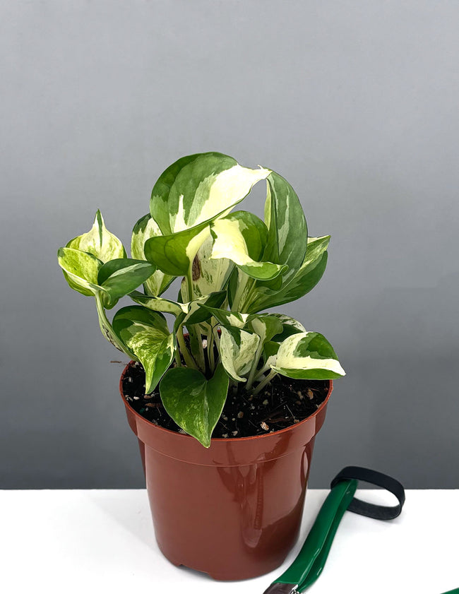 Manjula Pothos - Plant Proper - 4" Pot