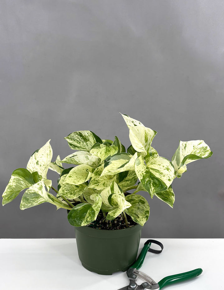 pale pothos leaves Pothos Manjula | Houseplants