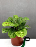 Maranta Beauty Kim - Plant Proper - 4" Pot