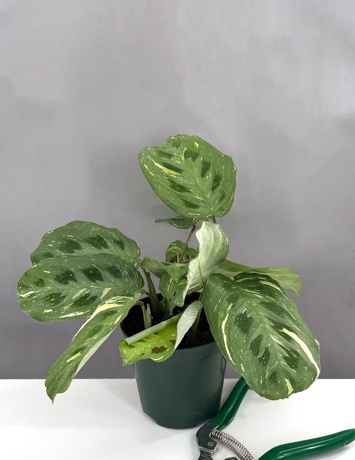 kim prayer plant Maranta Beauty Kim | Houseplant
