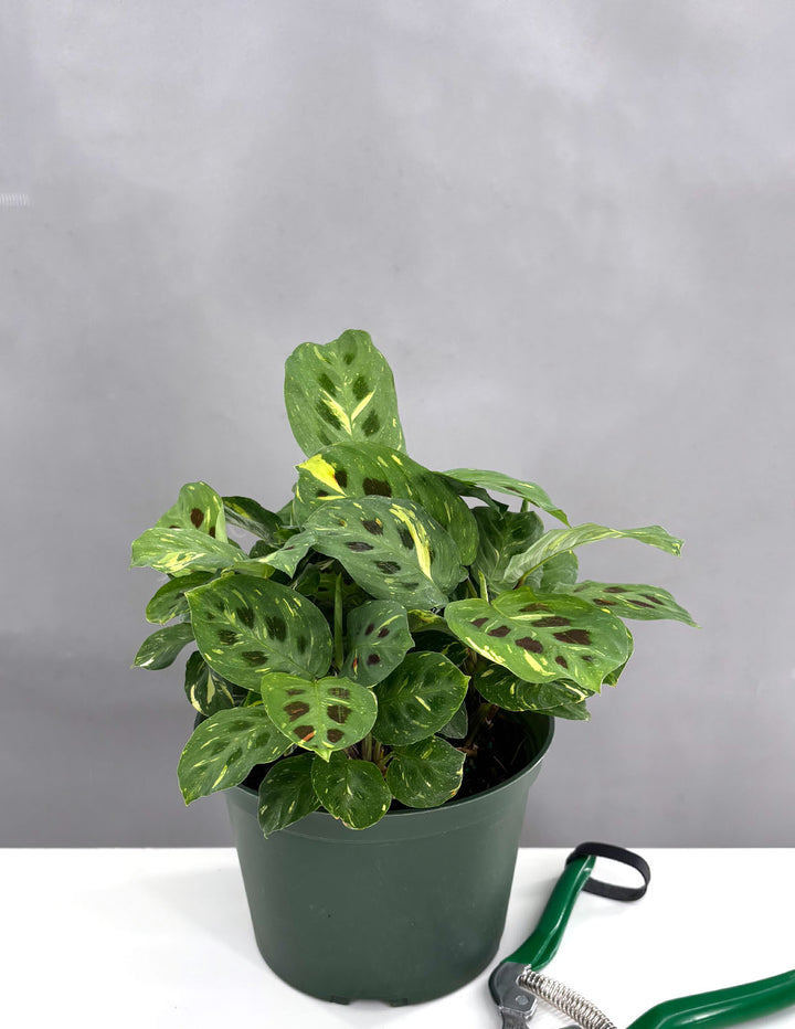 kim prayer plant Maranta Beauty Kim