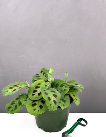 Maranta Green - Prayer Plant - Plant Proper - 6" Pot