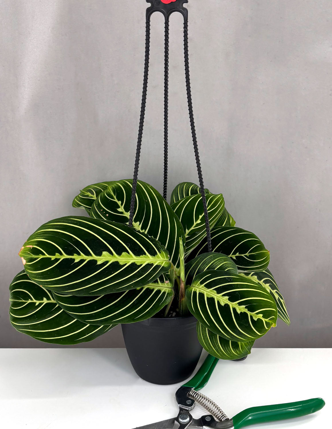Maranta Lemon Lime