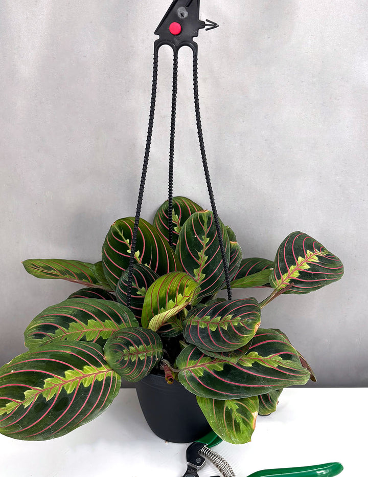 Maranta Leuconeura