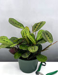 Maranta Red - Plant Proper - 6" Pot