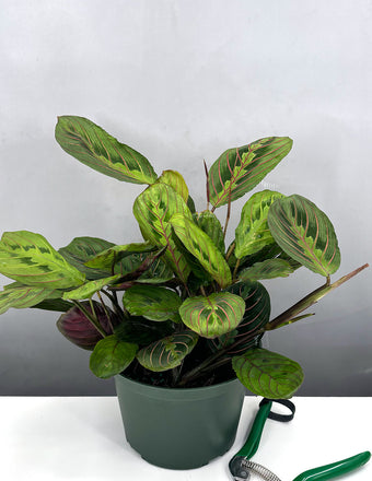 Maranta Red