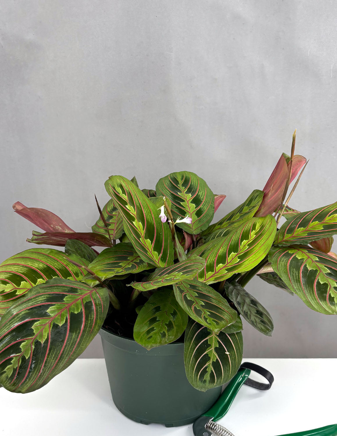 Maranta Leuconeura