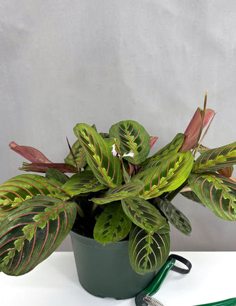 Maranta Red