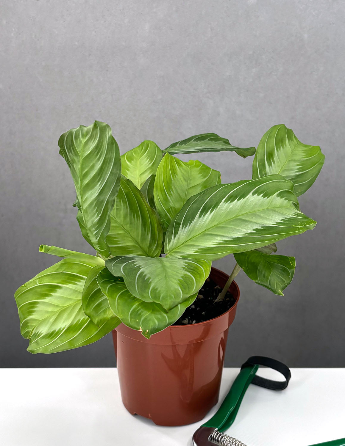 silver prayer plant Maranta Silver Band | Prayer Plant