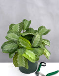 Maranta Silver Band - Plant Proper - 6" Pot