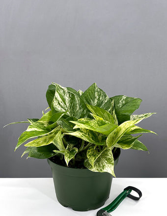 6" Marble Queen Pothos - Devil's Ivy Plant - House Plant -Plant Proper