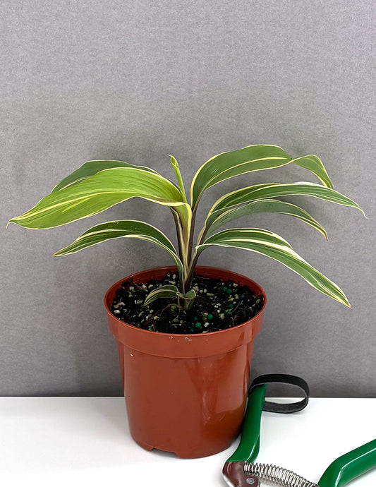 Cordyline Miss Andrea - Plant Proper - 4" Pot