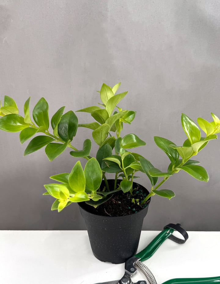 lipstick plant pot Mona Lisa Lipstick Plant