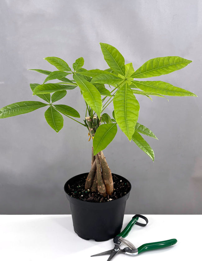 Money Tree - Plant Proper - 6" Pot