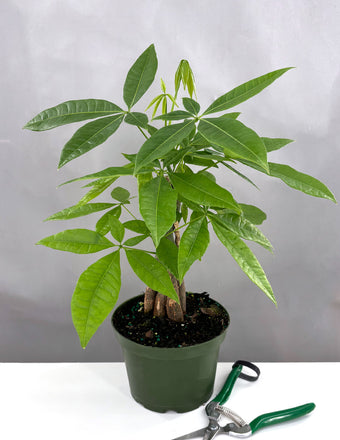 Money Tree - Plant Proper - 6" Pot