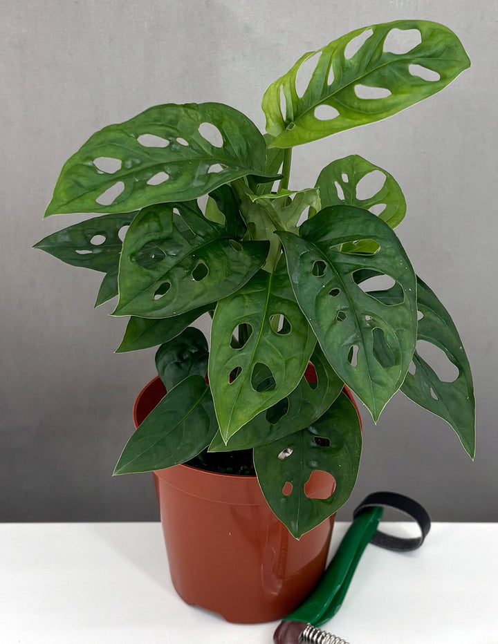 Monstera Adansonii - Plant Proper - 4" Pot