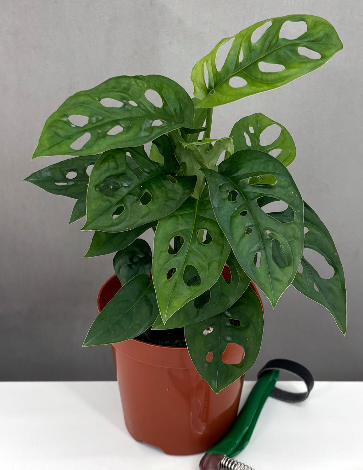 Plant-Proper-Monstera-