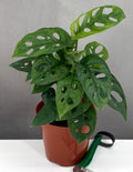 Monstera Adansonii - Plant Proper - 4" Pot