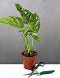 Monstera Adansonii - Plant Proper - 4" Pot