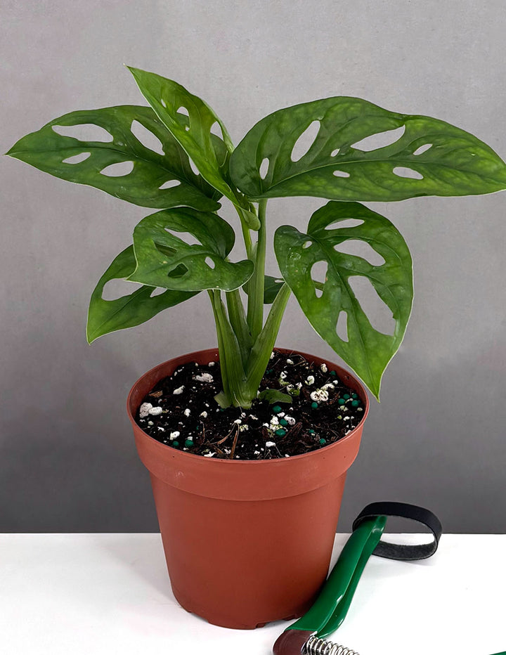 The Plant Farm Monstera Adansonii Swiss Cheese Vine, 4