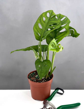 Monstera Adansonii - Plant Proper - 4" Pot