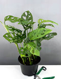 Monstera Adansonii - Plant Proper - 6" Pot