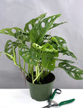 Monstera Adansonii - Plant Proper - 6" Pot