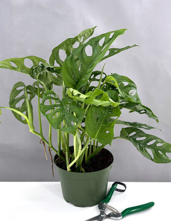 Monstera Adansonii - Plant Proper - 4" Pot