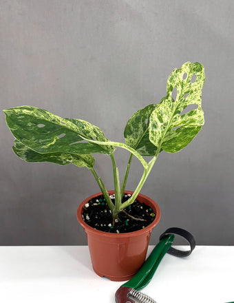 Monstera Adansonii Mottled Mint - Plant Proper - 3" Pot