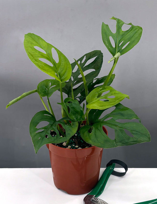 Monstera Adansonii Narrow Leaf - Plant Proper - 4" Pot