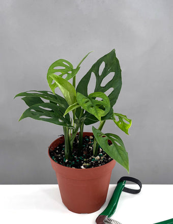 Monstera Adansonii Narrow Leaf - Plant Proper - 4" Pot