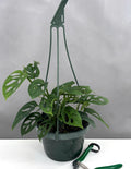 Monstera Adansonii Narrow Leaf - Plant Proper - 6" Hanging Pot