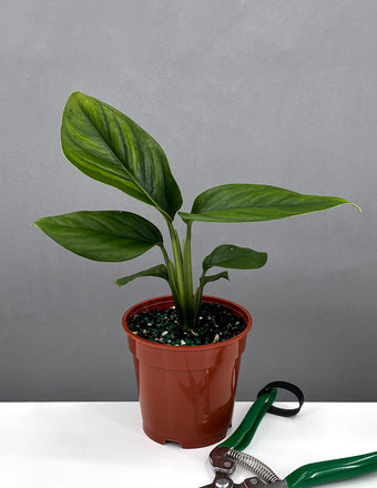 Monstera Aureopinnata - Plant Proper - House Plant -4" Pot