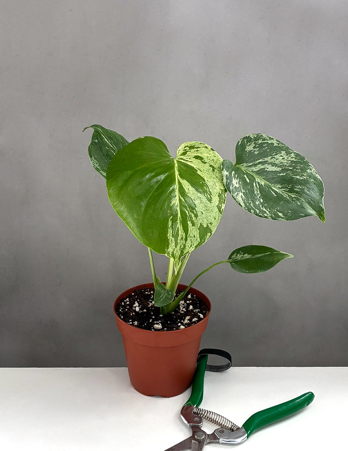 Monstera Houseplants | Always Affordable at Plant Proper