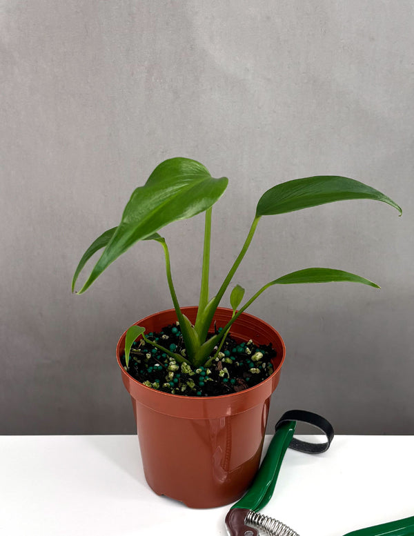 Monstera Burle Marx Flame - Plant Proper - 4" Pot