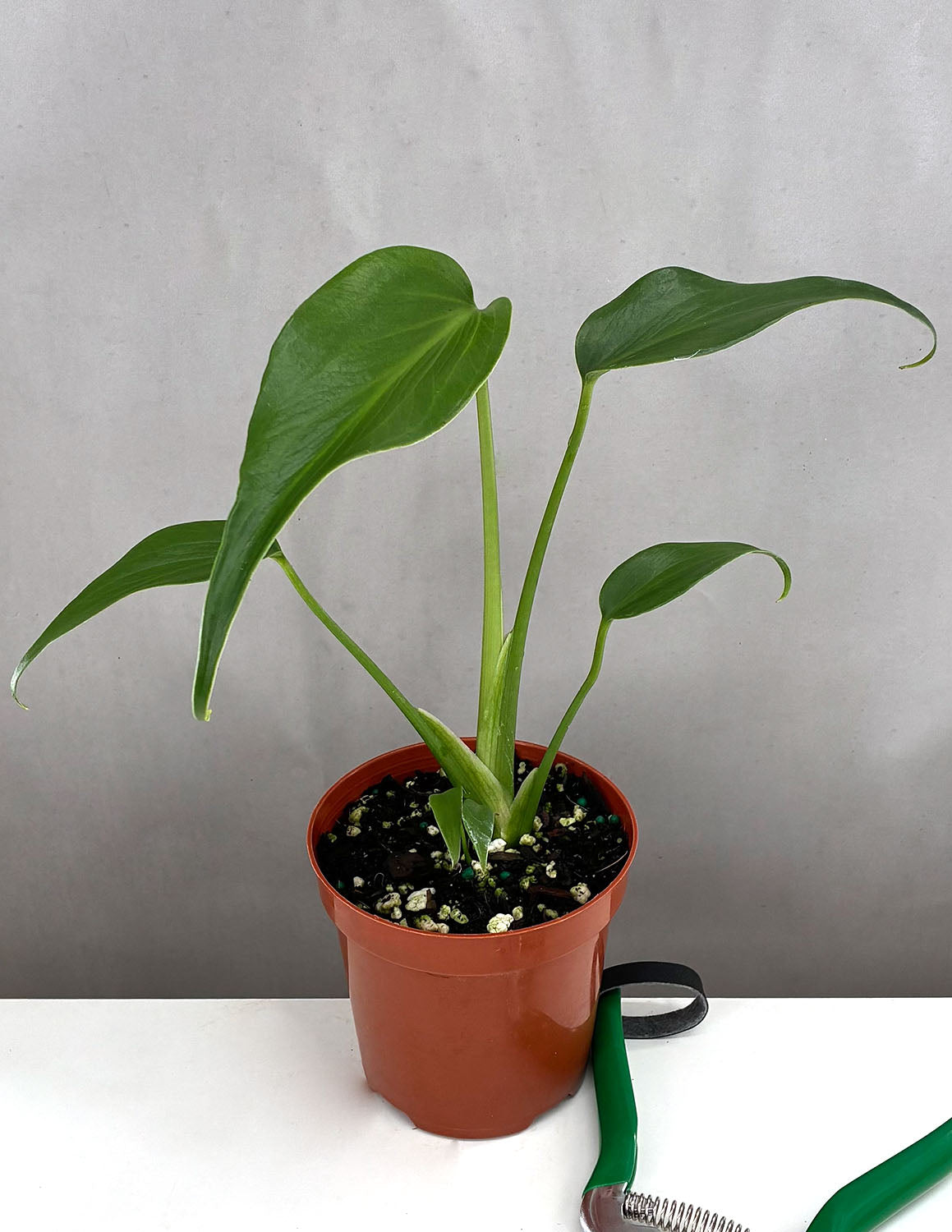 Monstera Burle Marx Flame | Always Affordable at Plant Proper