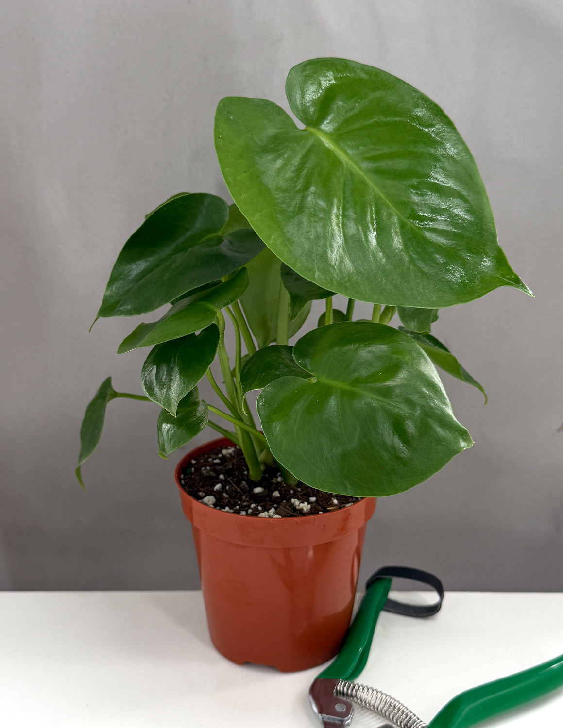 Monstera Deliciosa - Plant Proper - 4" Pot