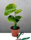Monstera Deliciosa - Plant Proper - 4" Pot