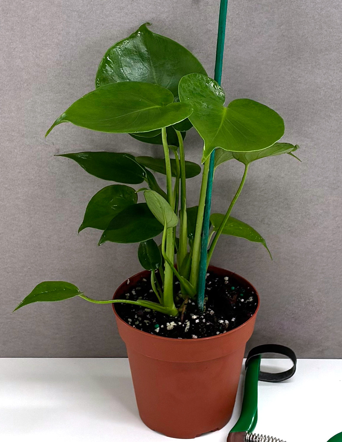 Monstera Deliciosa - Plant Proper - 4" Pot