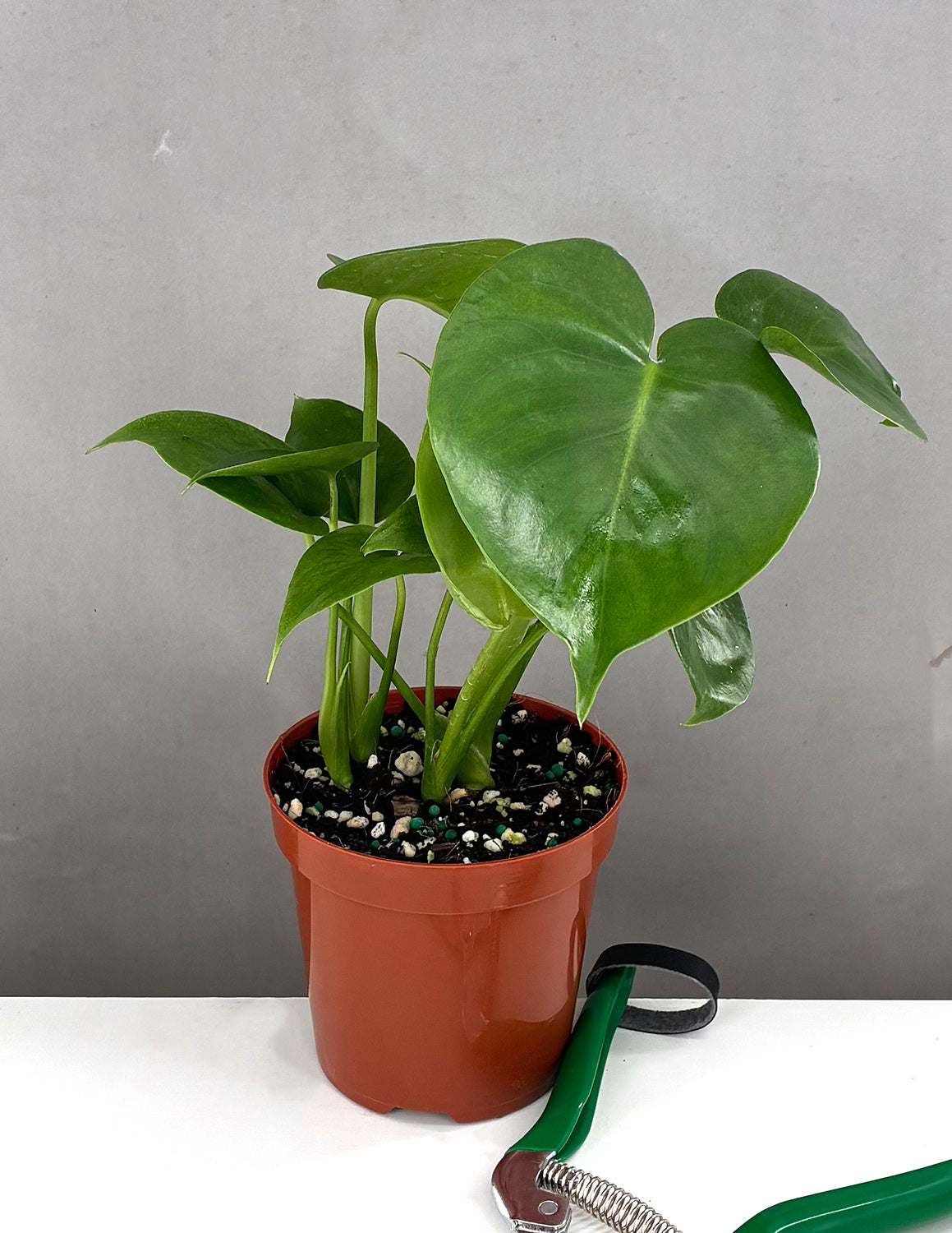 Common House Plants | Indoor House Plants | Plant Proper