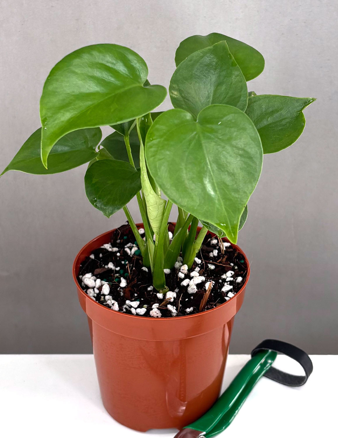 Monstera Deliciosa - Plant Proper - 4" Pot