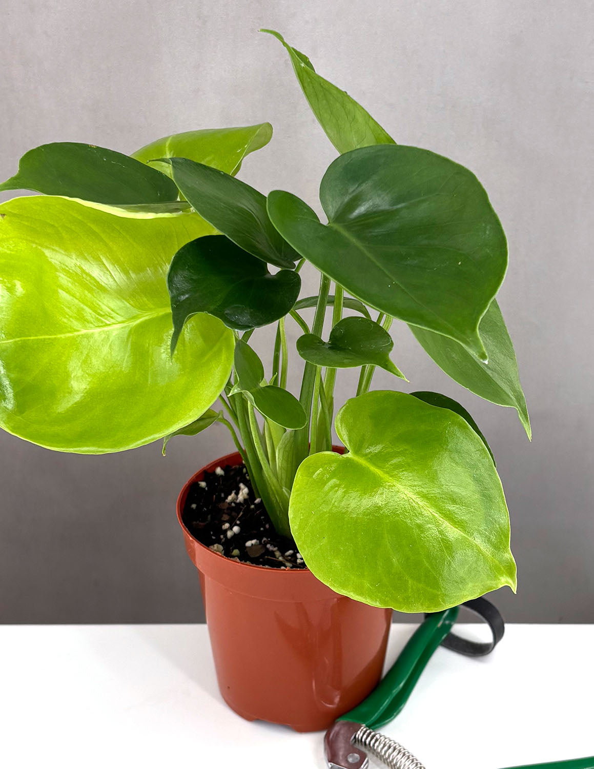 Monstera Deliciosa | Swiss Cheese Plant | Always Affordable at